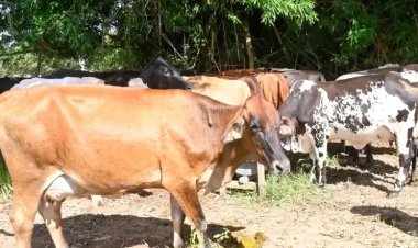 Programa Sebrae em Campo abre inscrições para atender produtores rurais
