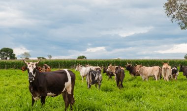 Goiás celebra um ano do reconhecimento oficial como zona livre de febre aftosa sem vacinação