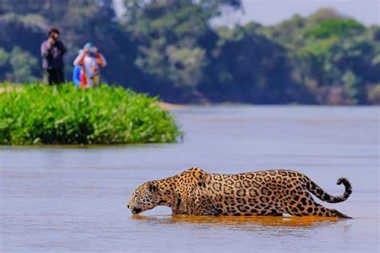 Turista assistindo um Jaguar atravessando o Rio Cuiaba no pantanal matogrossense.