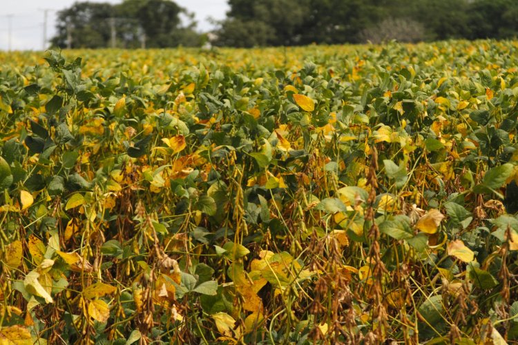 Produção goiana de grãos deve avançar 14,2% na safra 2024/2025