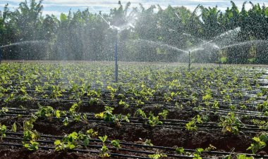 Planaltina de Goiás investe no cultivo de morangos e mira o mercado internacional