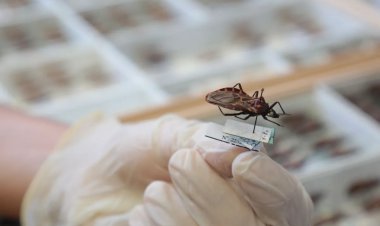 Goiás intensifica ações no combate à doença de Chagas