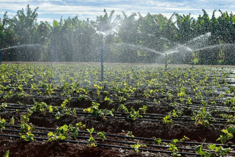 Planaltina de Goiás investe no cultivo de morangos e mira o mercado internacional