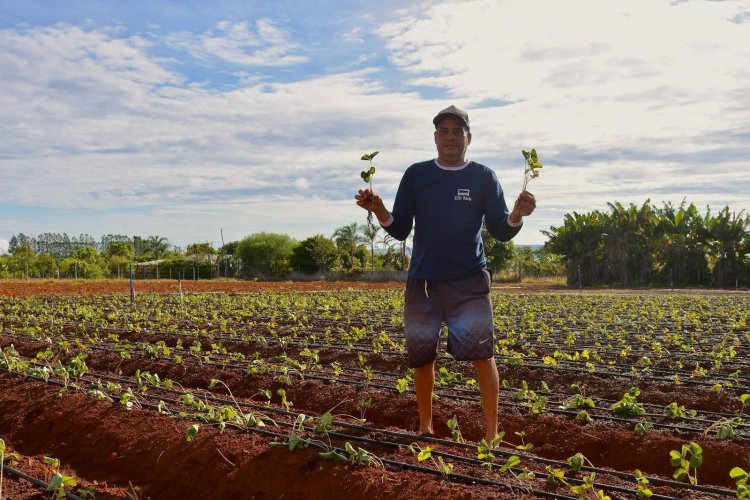 Planaltina de Goiás investe no cultivo de morangos e mira o mercado internacional