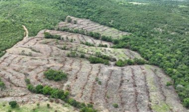 Goiás é o estado que mais reduziu o desmatamento em 2024, com queda de 71,9%