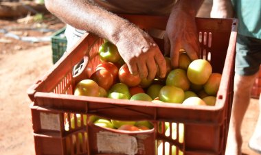 Planaltina de Goiás se firma como pólo do tomate no Entorno