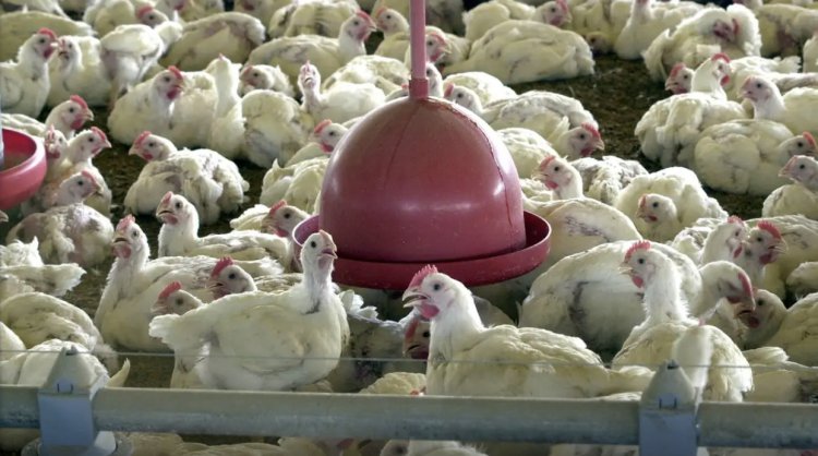 Albânia, Namíbia e Índia suspendem importação de frango do Brasil