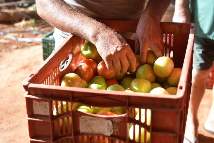 Planaltina de Goiás se firma como pólo do tomate no Entorno