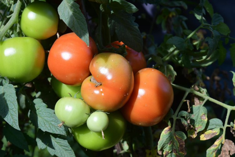 Planaltina de Goiás se firma como pólo do tomate no Entorno
