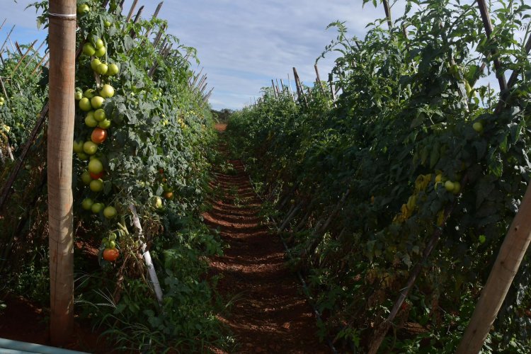 Planaltina de Goiás se firma como pólo do tomate no Entorno