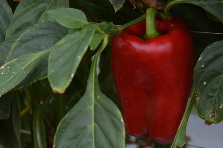 Planaltina de Goiás se firma como pólo do tomate no Entorno