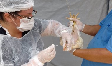 Agrodefesa reforça estado de alerta e ações de prevenção contra a gripe aviária em Goiás