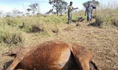 Escola do DF emite alerta após ataque de onças: “Redobrem os cuidados”