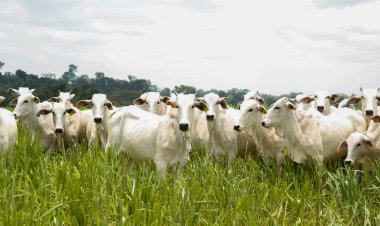 Goiás bate recorde no abate de bovinos no 1º trimestre de 2025