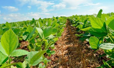 Entorno se destaca em exportações e reforça papel da região na balança comercial de Goiás