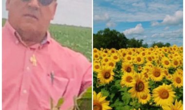 Girassol: cultura e desenvolvimento no agronegócio brasileiro