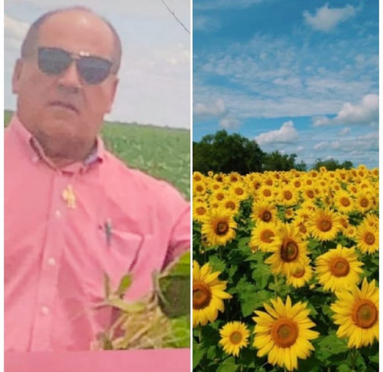 Girassol: cultura e desenvolvimento no agronegócio brasileiro