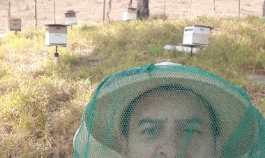 Do campo ao pote: a doce jornada do mel