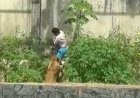 Homem morre em ataque de leoa após invadir jaula dos leões em João Pessoa