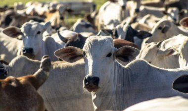 Daniel Vilela reforça preparação permanente de Goiás contra riscos sanitários no rebanho