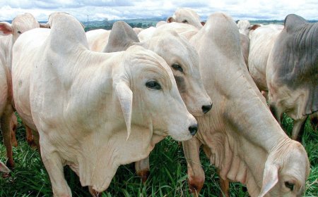 Em Goiás, prazo da 2ª Etapa da Declaração de Rebanho entra na reta final