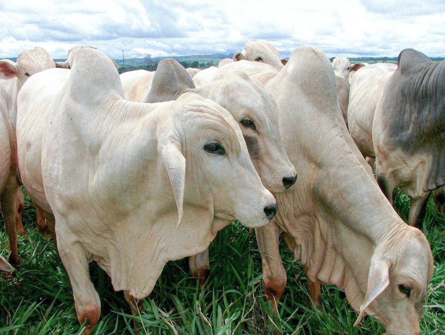 Em Goiás, prazo da 2ª Etapa da Declaração de Rebanho entra na reta final