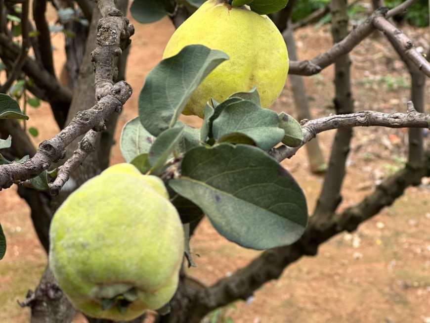 Cidade Ocidental celebra a colheita do marmelo no Quilombo Mesquita