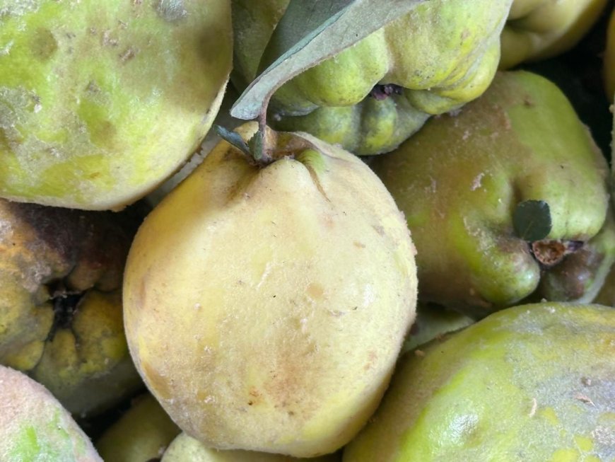 Cidade Ocidental celebra a colheita do marmelo no Quilombo Mesquita