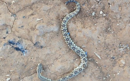Homem é vítima de picada de cobra cascavel na zona urbana de Formosa