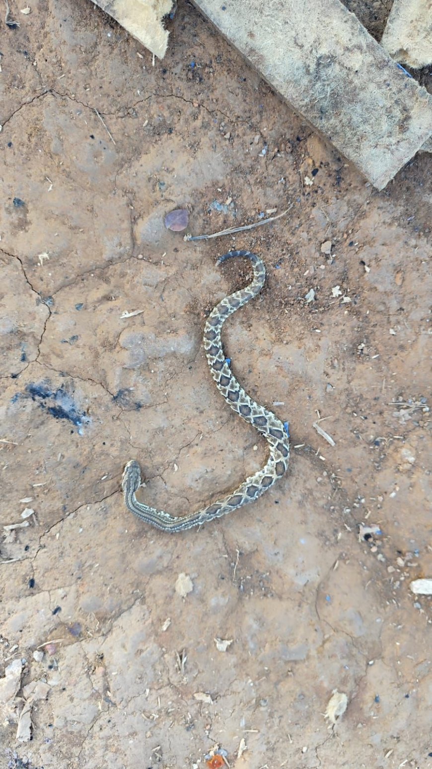 Homem é vítima de picada de cobra cascavel na zona urbana de Formosa