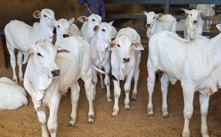 Goiás deve movimentar R$ 23,7 bilhões com bovinocultura em 2026