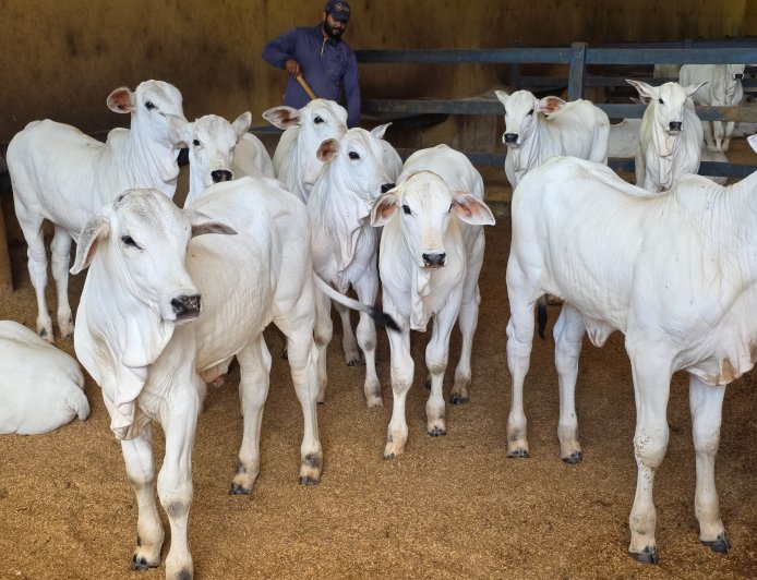 Goiás deve movimentar R$ 23,7 bilhões com bovinocultura em 2026