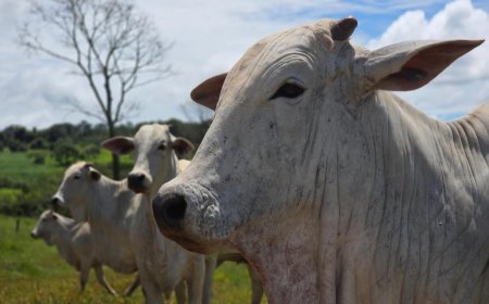 Governo de Goiás participa da 79ª Pecuária de Goiânia