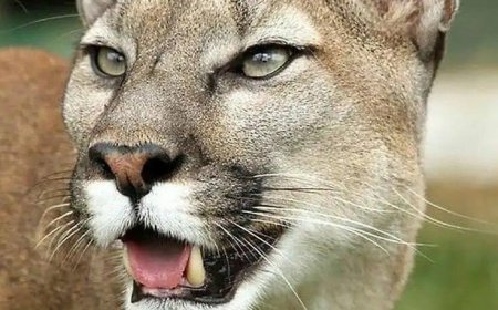 Criança é atacada por onça-parda na Chapada dos Veadeiros