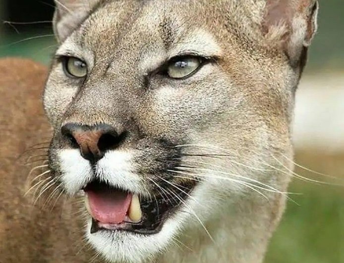 Criança é atacada por onça-parda na Chapada dos Veadeiros