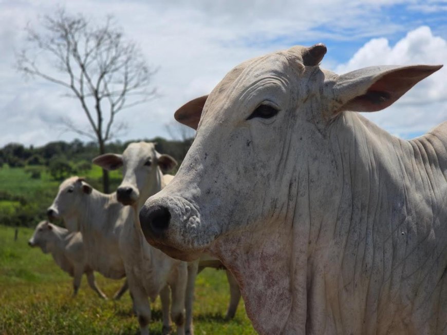 Governo de Goiás participa da 79ª Pecuária de Goiânia
