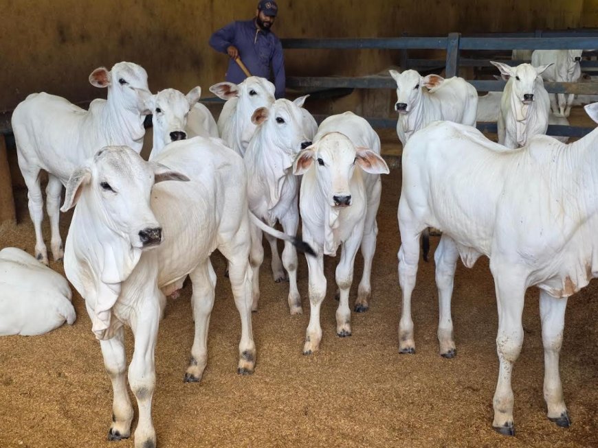Governo de Goiás participa da 79ª Pecuária de Goiânia