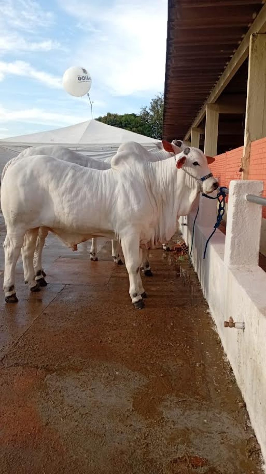 Governo de Goiás participa da 79ª Pecuária de Goiânia