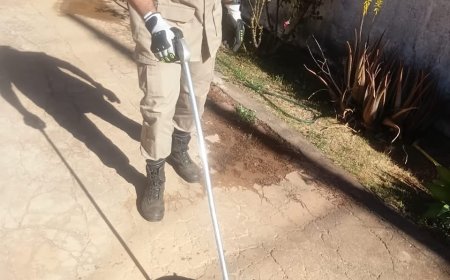 Cobra cipó é resgatada em quintal de residência no Jardim Triângulo, em Formosa