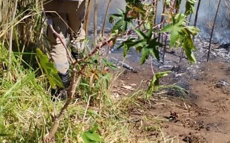 Incêndio em vegetação mobiliza Corpo de Bombeiros no centro de Formosa