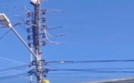 Gatinho é resgatado pelos Bombeiros após subir em poste de alta tensão em Formosa