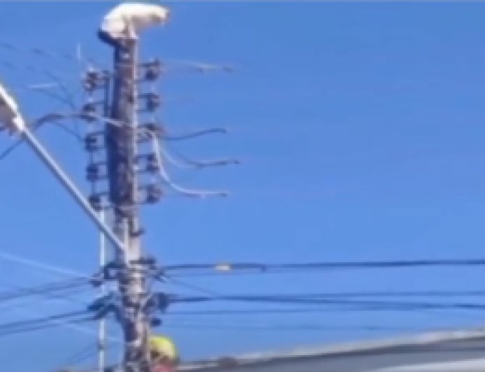 Gatinho é resgatado pelos Bombeiros após subir em poste de alta tensão em Formosa