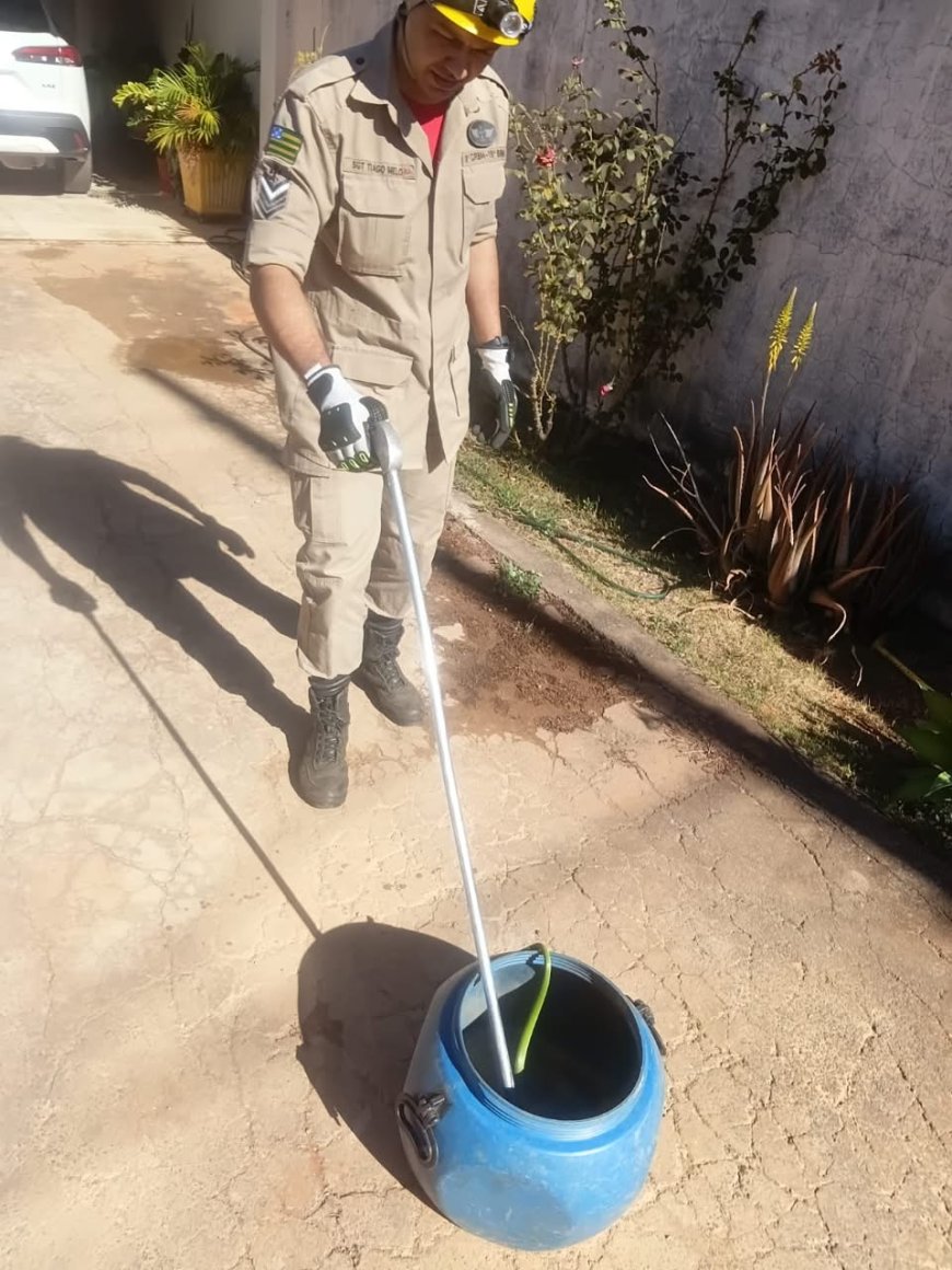 Cobra cipó é resgatada em quintal de residência no Jardim Triângulo, em Formosa