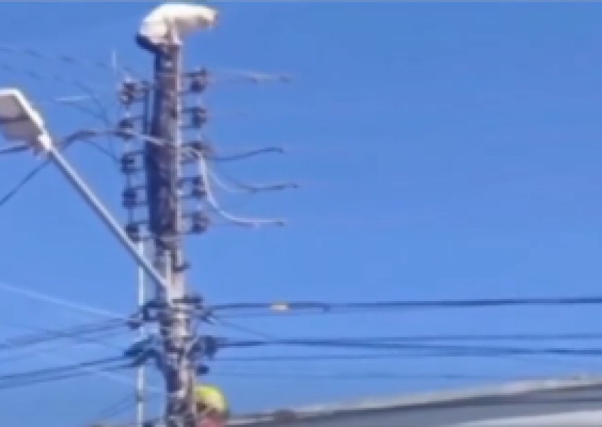 Gatinho é resgatado pelos Bombeiros após subir em poste de alta tensão em Formosa