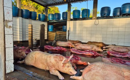 Agrodefesa interdita abate clandestino de suínos em Rialma (GO)