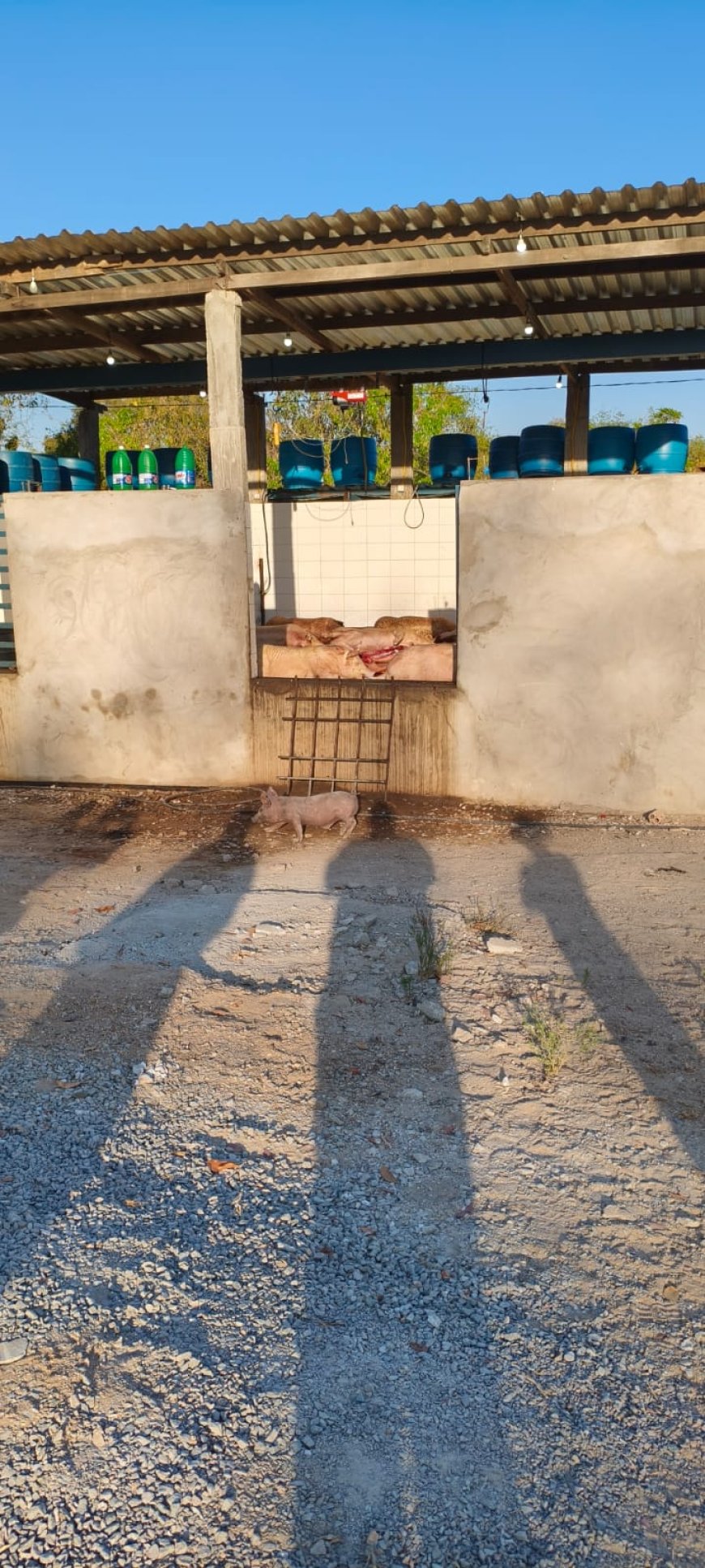 Agrodefesa interdita abate clandestino de suínos em Rialma (GO)