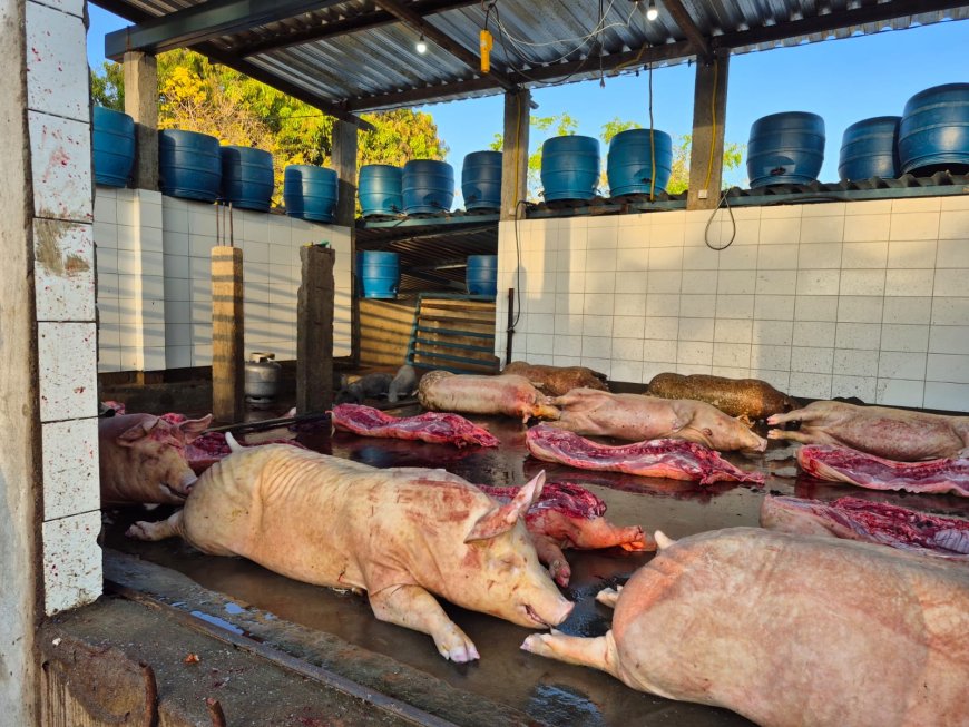 Agrodefesa interdita abate clandestino de suínos em Rialma (GO)