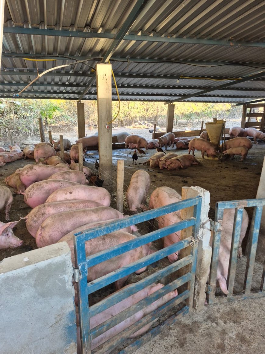 Agrodefesa interdita abate clandestino de suínos em Rialma (GO)