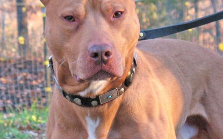 Família passa a madrugada dentro de carro após mulher ser atacada pelo próprio pit bull em Mineiros