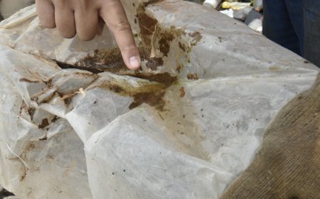 Chuvas fora de época elevam risco de dengue e chikungunya em Goiás